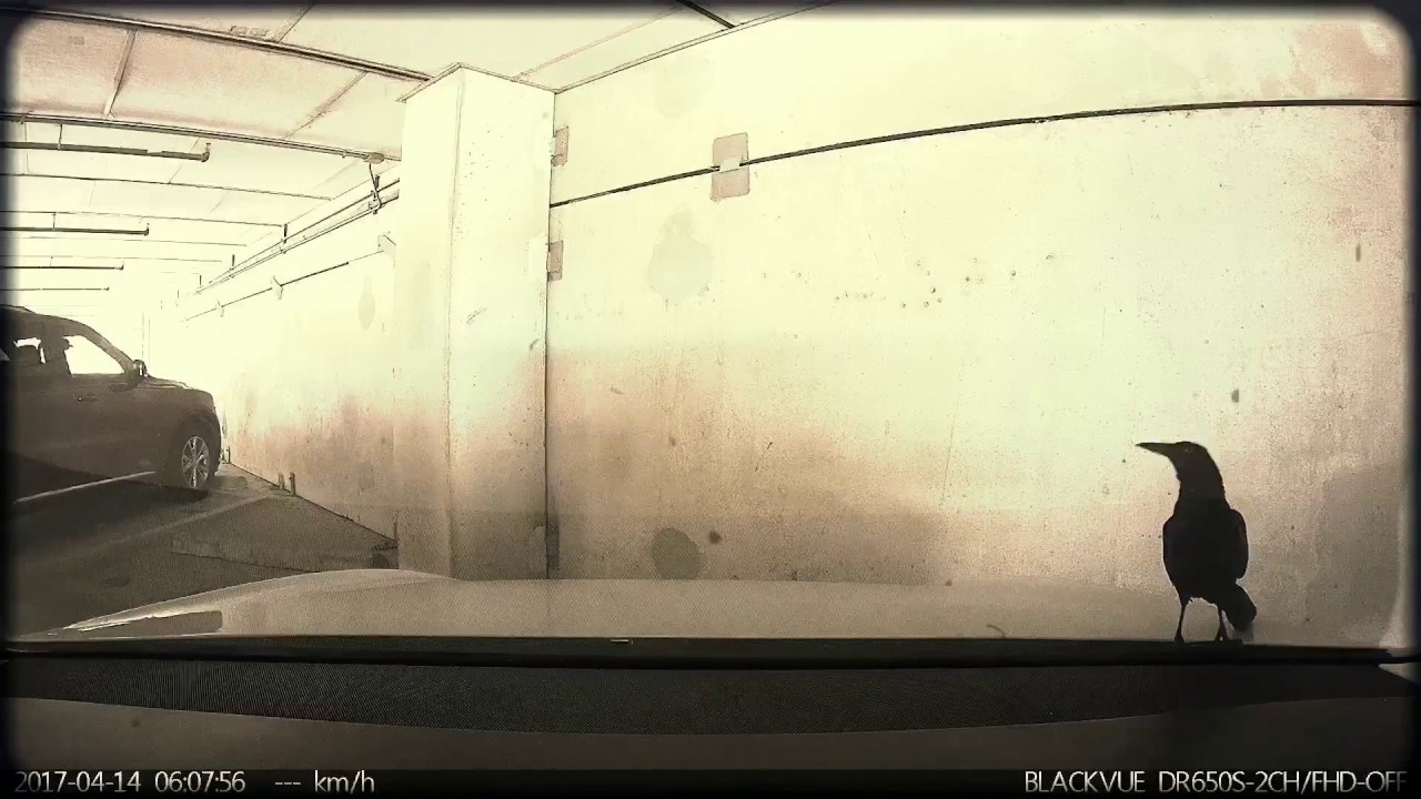 Birds, Mangoes And Other Unusual Dashcam Footage