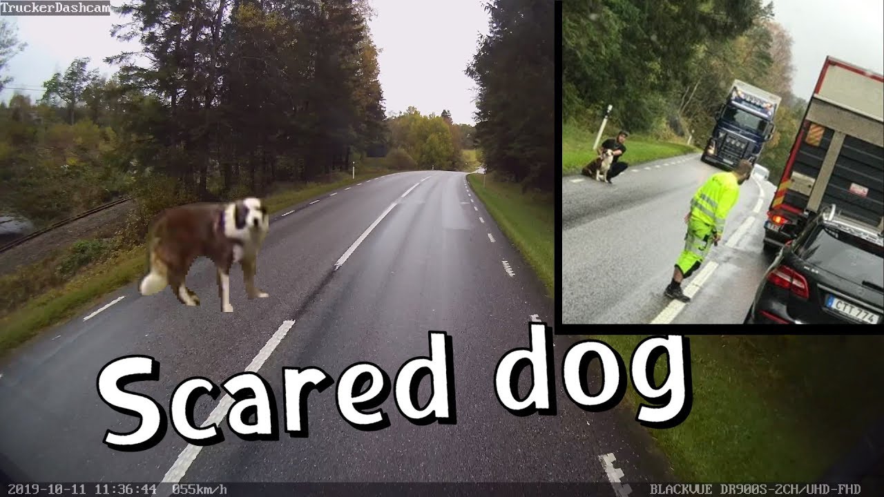 Lost Dog Rescued By Swedish Truck Drivers #CaughtOnBlackVue