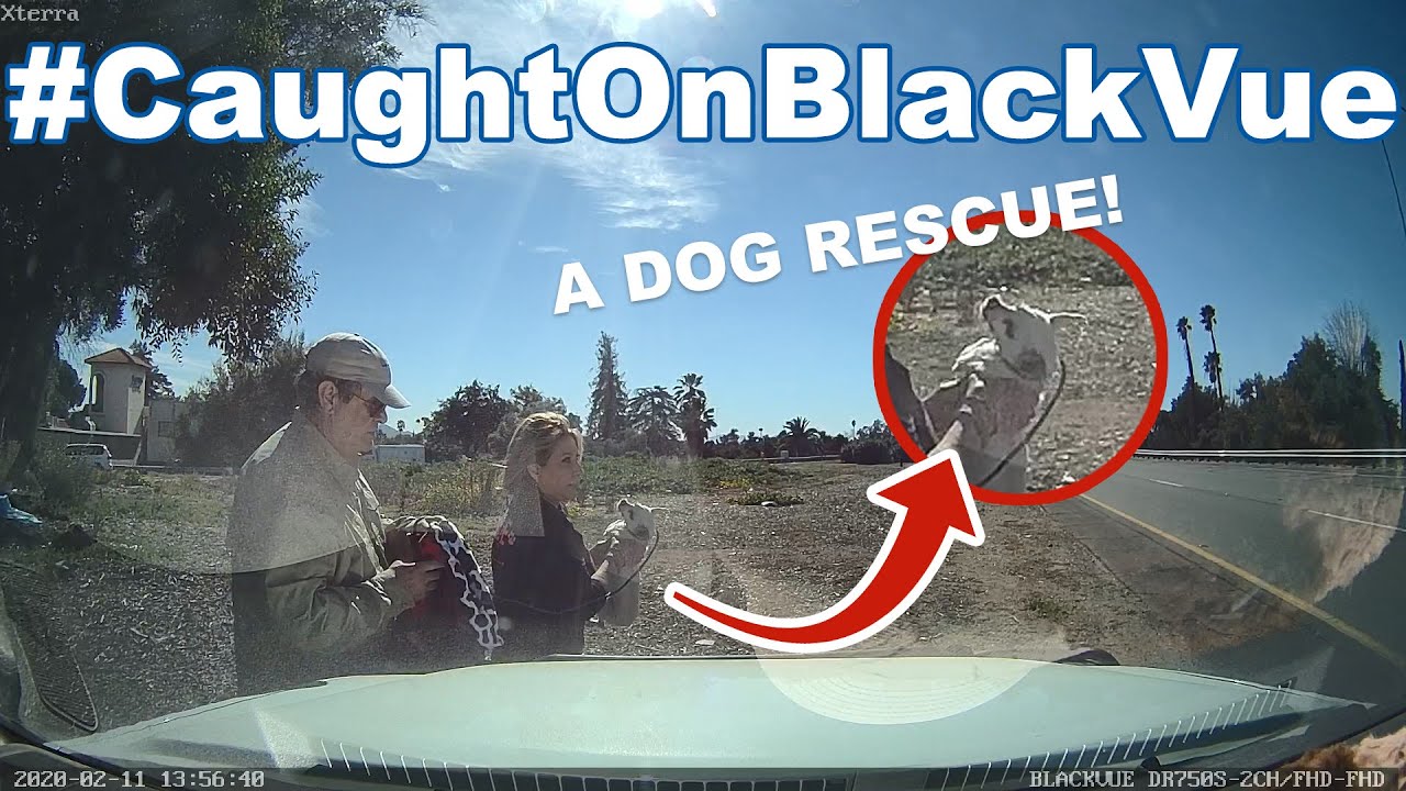 Dog Running On A Highway – A Rescue Operation #CaughtOnBlackVue