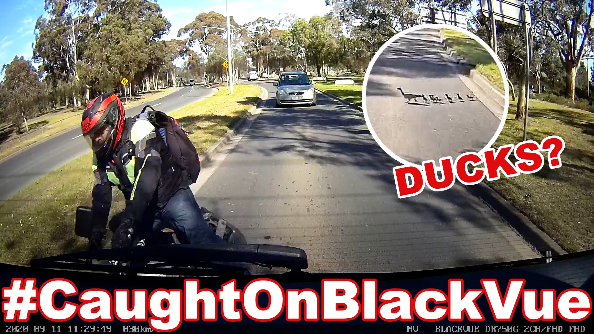 Ducks Crossing the Road Cause a Crash?! #CaughtOnBlackVue