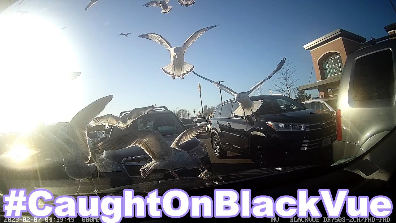 Throwing Food Trash At Cars #CaughtOnBlackVue